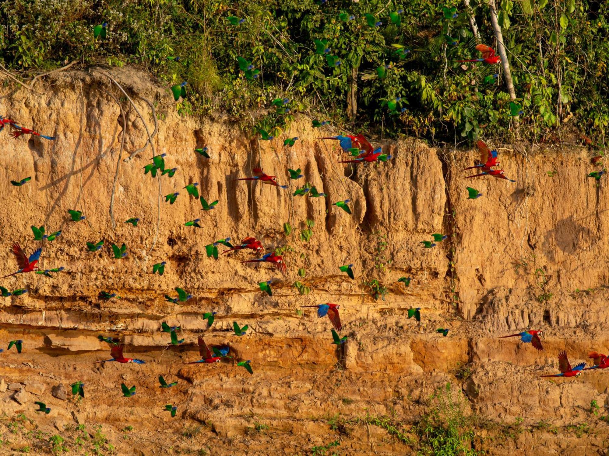 Refugio Amazonas Lodge Tambopata Exterior foto